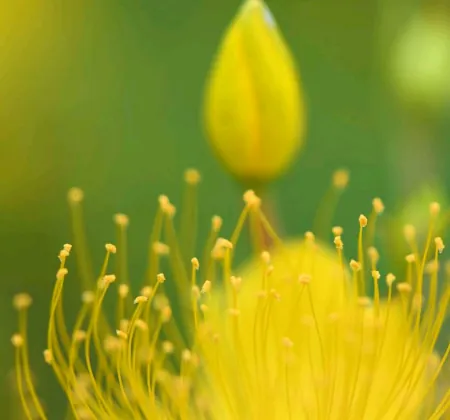 今年芒种不一般，老话说：“芒种节气有三怕”，到底怕什么？